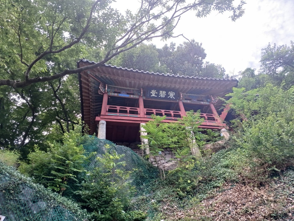 느티나무 사진 6