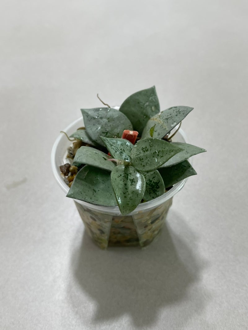 여름철 호야 물주기, 더운 날엔 매일 줘야 할까?