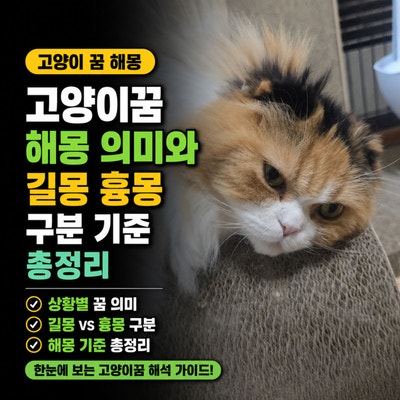 고양이꿈 해몽 의미와 길몽 흉몽 구분 기준 총정리