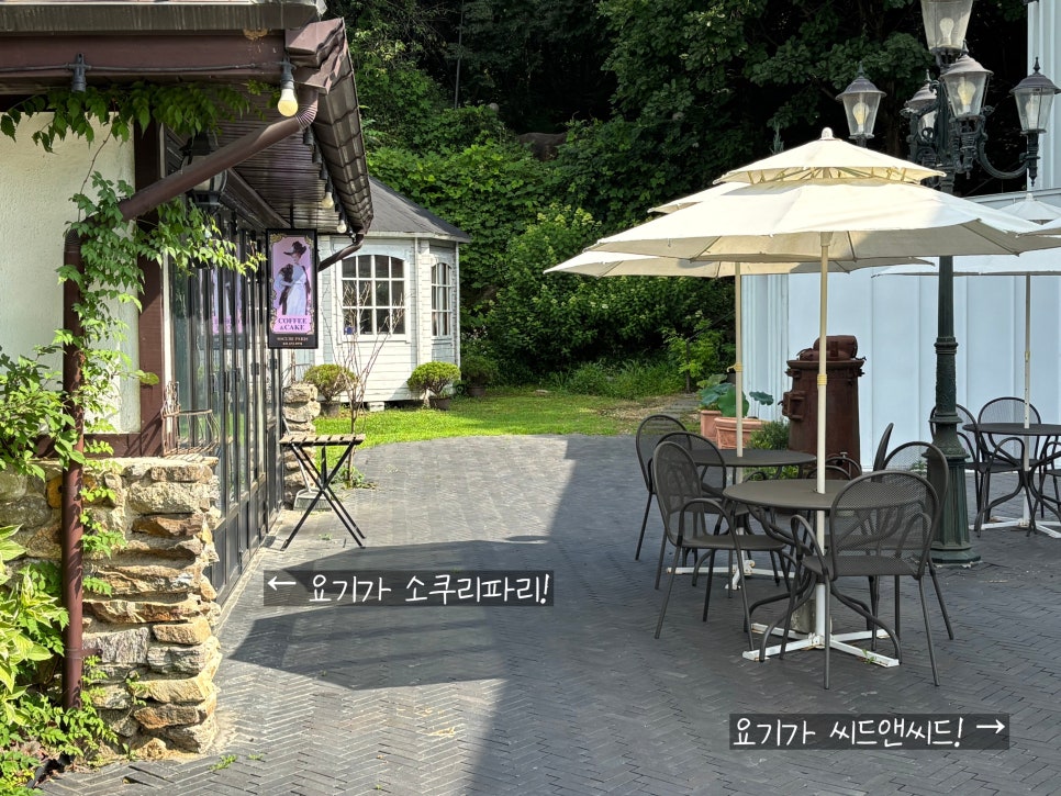소쿠리파리 사진 4