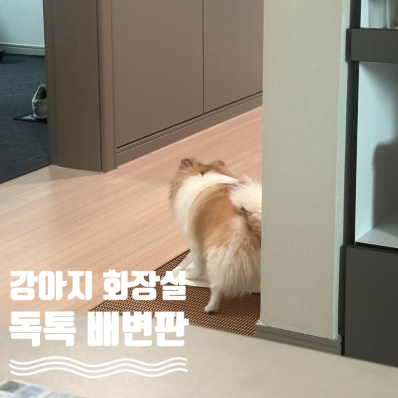 패드 없는 강아지 화장실 독톡 배변판! 후기