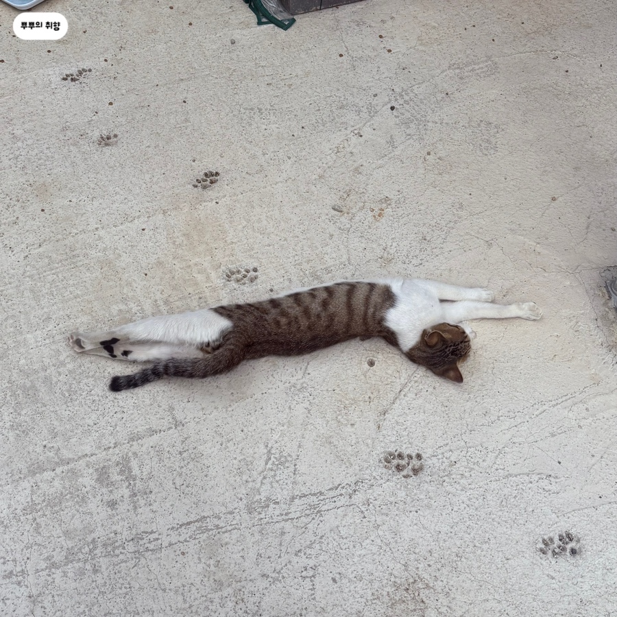 아이딜릭 사진 5