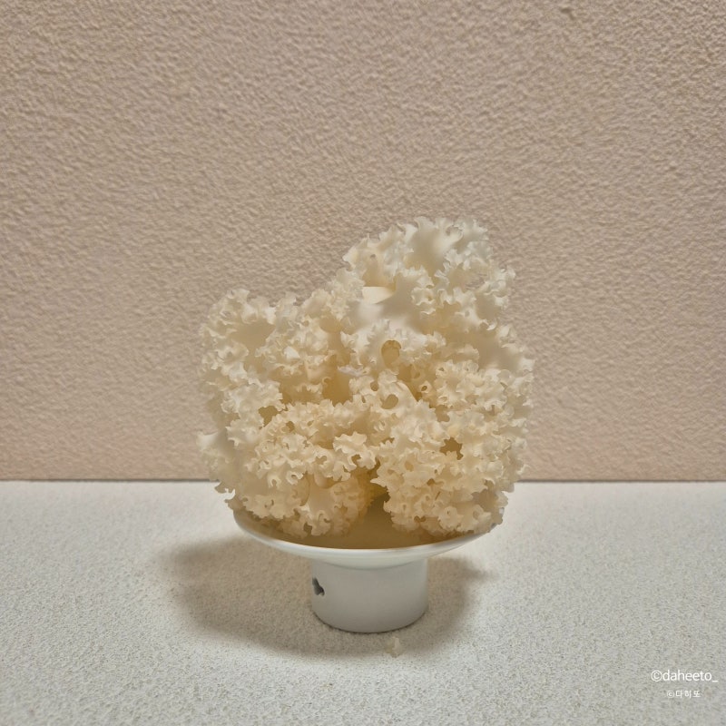 [바이오글루칸 황금 꽃송이버섯 생 1kg] : 유기농 산직송으로 만나본 솔직 후기