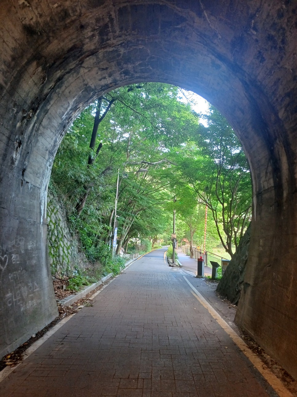 느티나무 사진 5