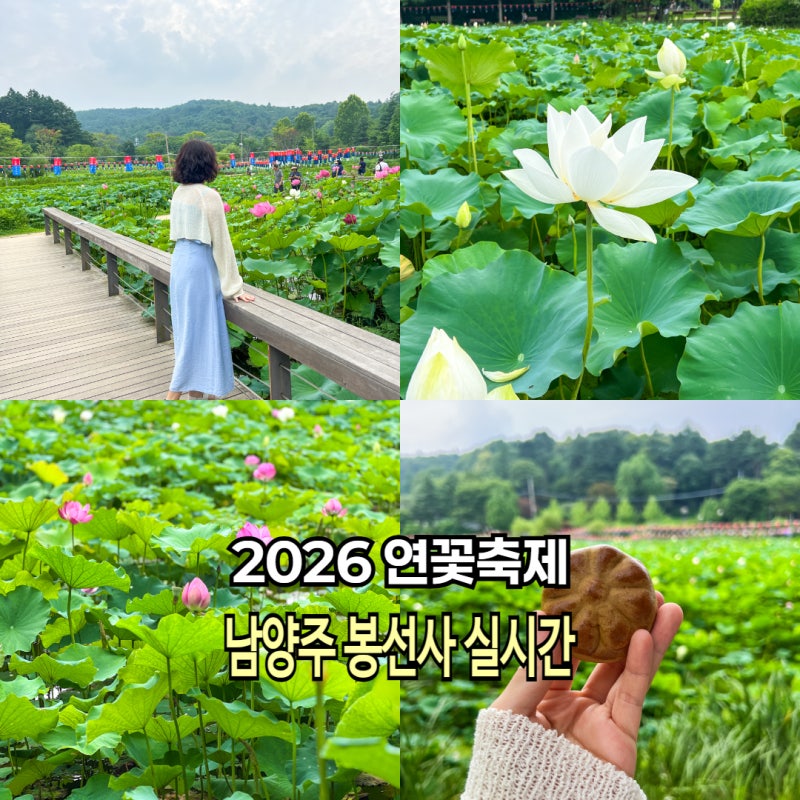 서울근교 나들이 2026 남양주 봉선사 연꽃축제 실시간 개화 주차팁