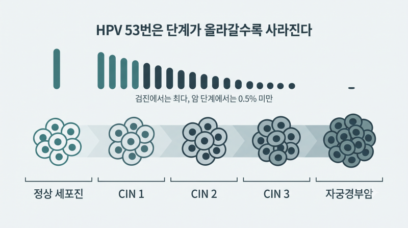 HPV 53번, 한국 여성에게 가장 흔한데 위험한 건가요?