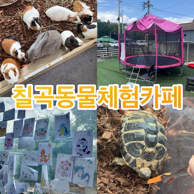 칠곡 구미근교 아이와 가볼만한곳 ‘칠곡동물체험카페’ 두돌아기 후기