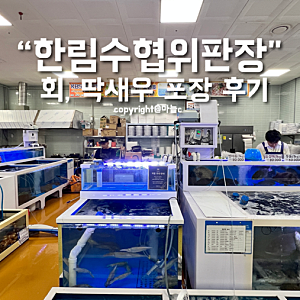 요즘 핫한 제주 한림수협 회 포장 후기