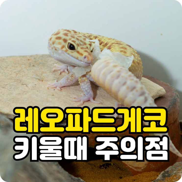 레오파드게코 <b>도마뱀</b> 수명 15년, 키우기 전 알아야 할 단점과 주의점....