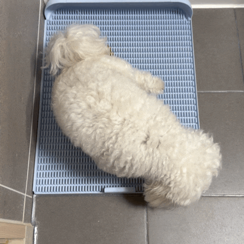 배변패드 없이 반영구 강아지 배변판 독톡배변판