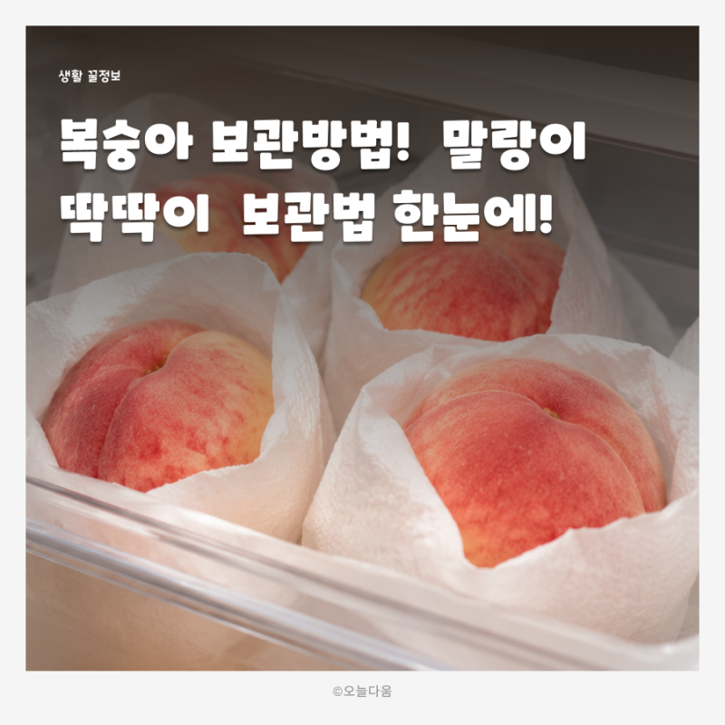 복숭아 보관방법 냉장보관? 실온보관? 말랑이 딱딱이 후숙부터 냉장보관까지!