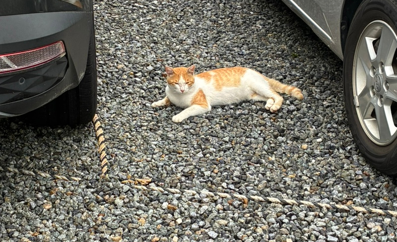 꽃비가 사진 2