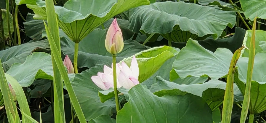 지곡저수지 사진 4