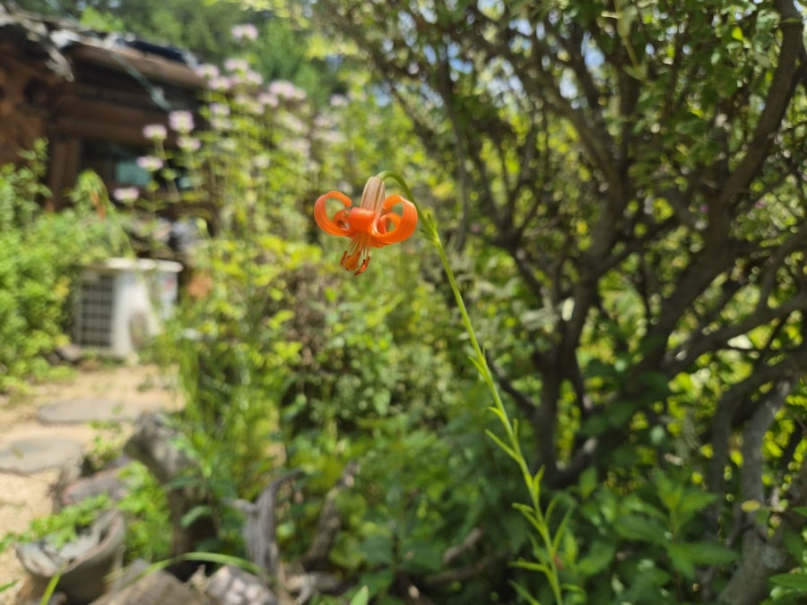 달맞이 사진 3