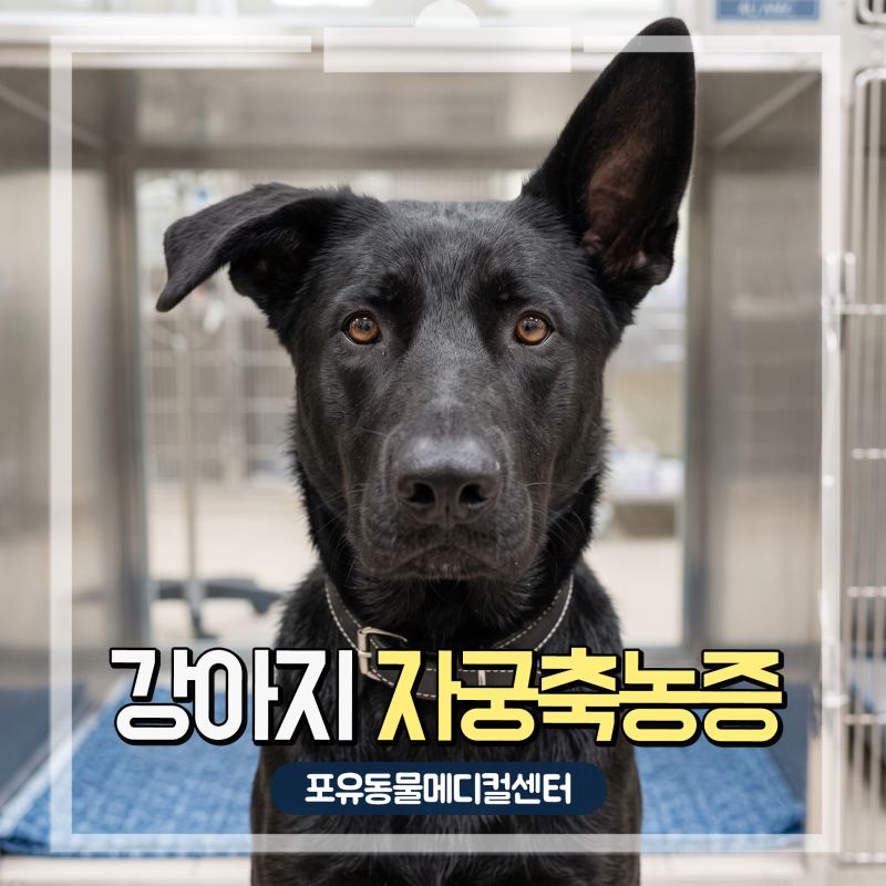 생식기에서 고름 증상이? 4살 대형견 강아지 자궁축농증 응급 수술 치료 케이스