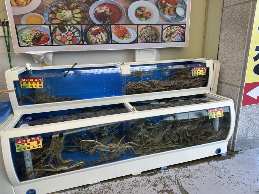 대가대게 사진 3