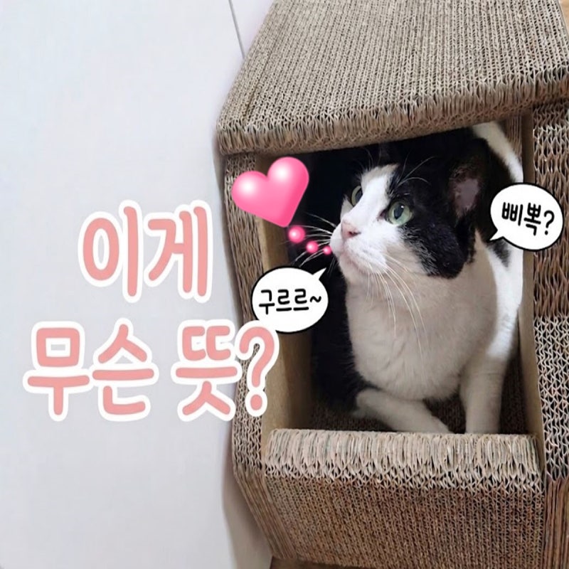 고양이 울음소리 "구르르르, 삐뽁?" 트릴링 해석