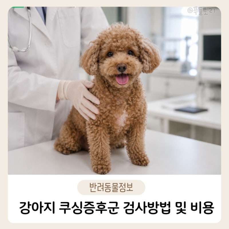 강아지 쿠싱증후군 검사방법 비용과 약값까지 한 번에 정리