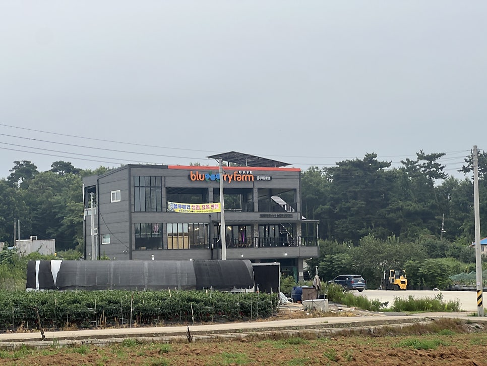 블루베리팜카페 사진 4
