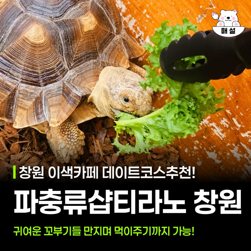 창원 상남동 이색카페 추천 파충류샵티라노 거북이 먹이주기
