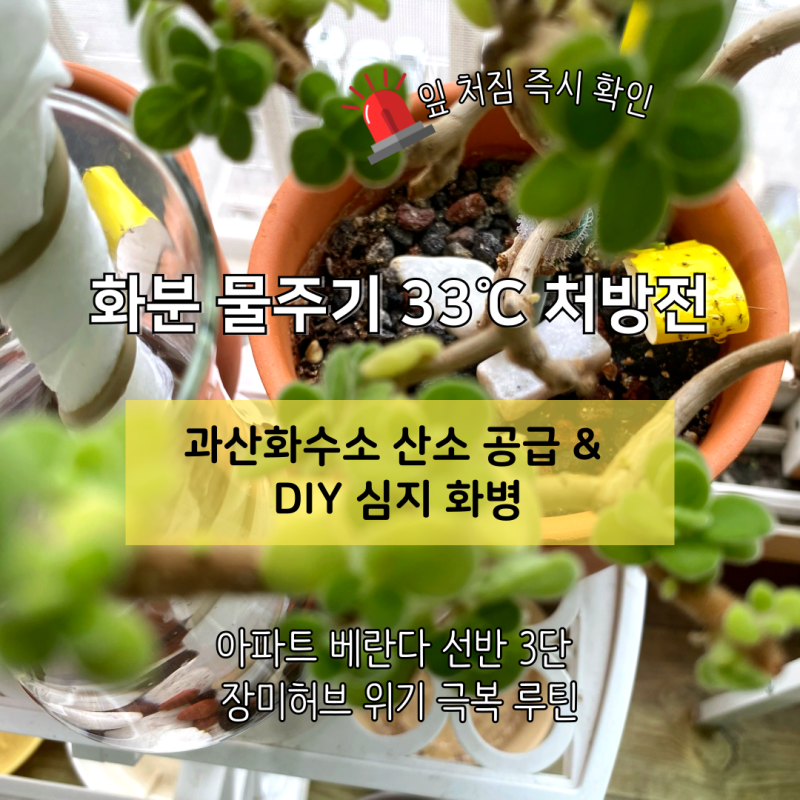 화분 물주기 33℃ 아파트 베란다 선반 3단에서 처진 장미허브 긴급 산소 공급과 삼투압 케어....