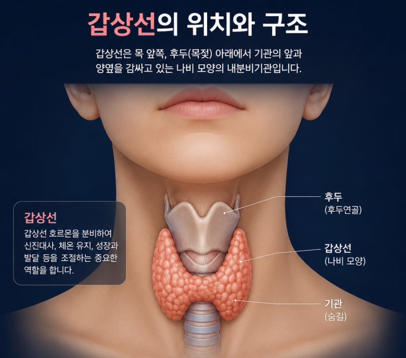 갑상선암 초기증상부터 원인, 치료, 생존율까지 꼭 알아야 할 건강정보