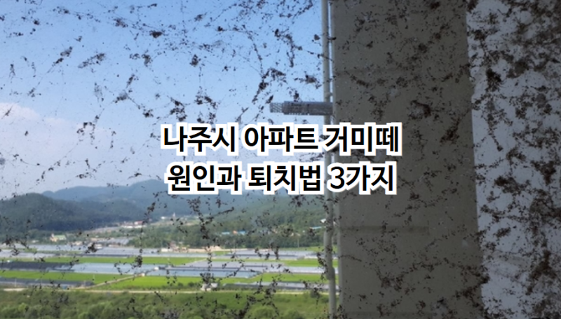 나주시 아파트 거미떼 원인과 퇴치법 3가지