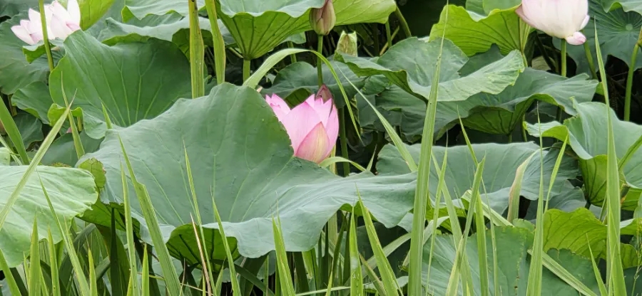 지곡저수지 사진 5