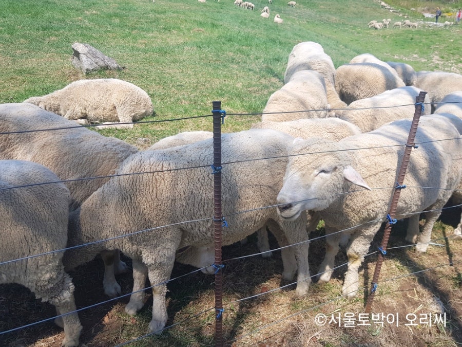 강릉샌드 대관령 양떼목장점 사진 6