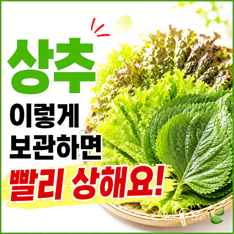 상추 이렇게 보관하면 빨리 상해요. 상추 보관법 오래 신선하게 먹는 방법 총정리