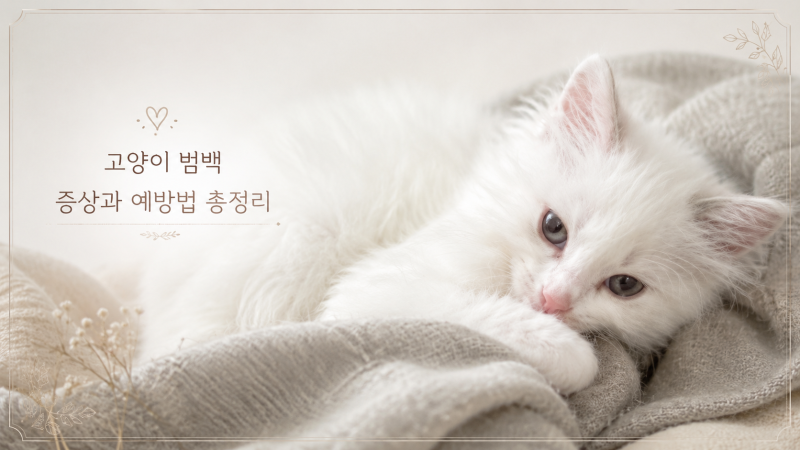 고양이 범백 증상 총정리! 치사율 90% 극복하는 치료와 락스 소독법 가이드