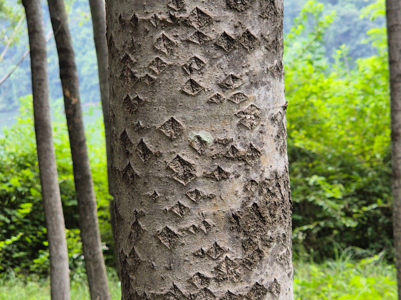 은사시나무[Korean poplar]