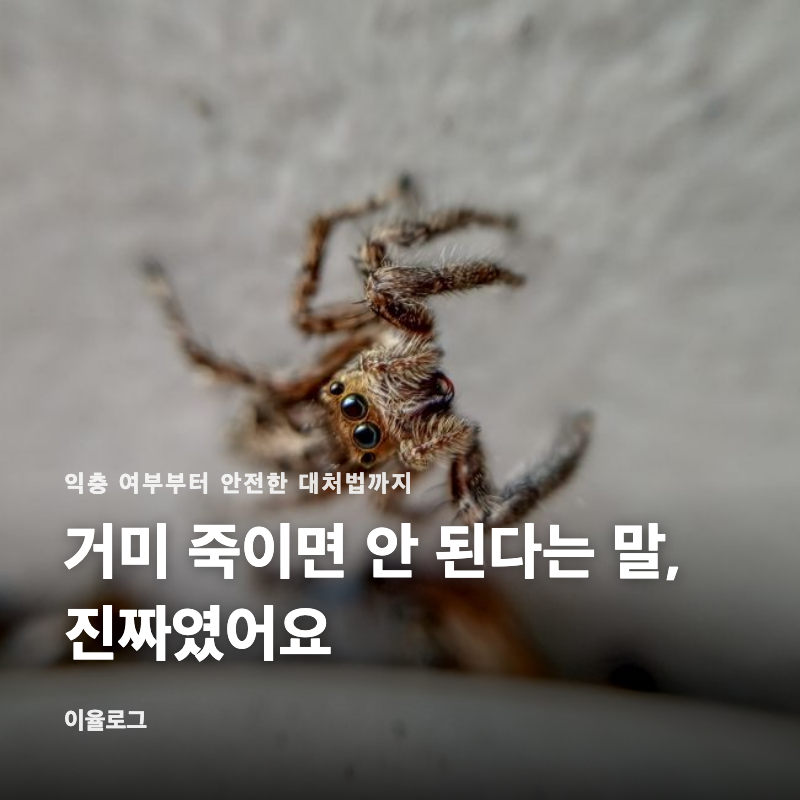 거미 죽이면 안 된다는 말, 진짜였어요