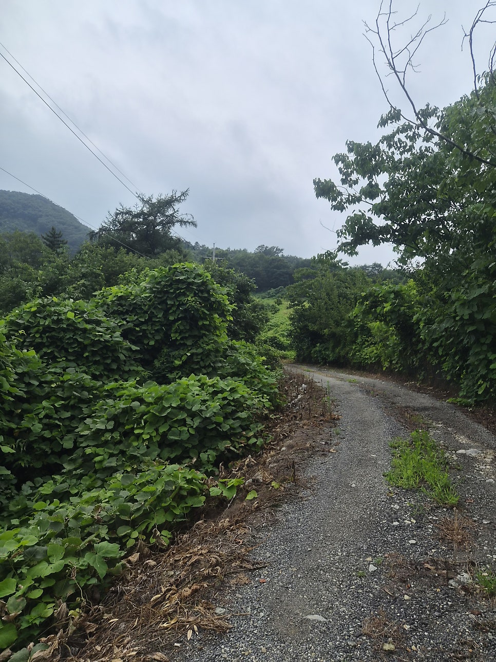 Angolsan photo 6