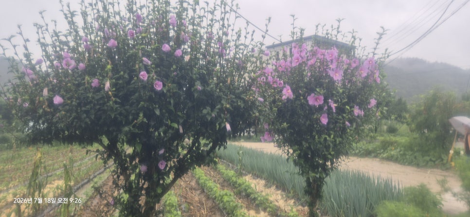 노고산 사진 3