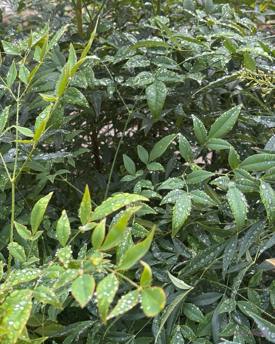 미성순두부 사진 1