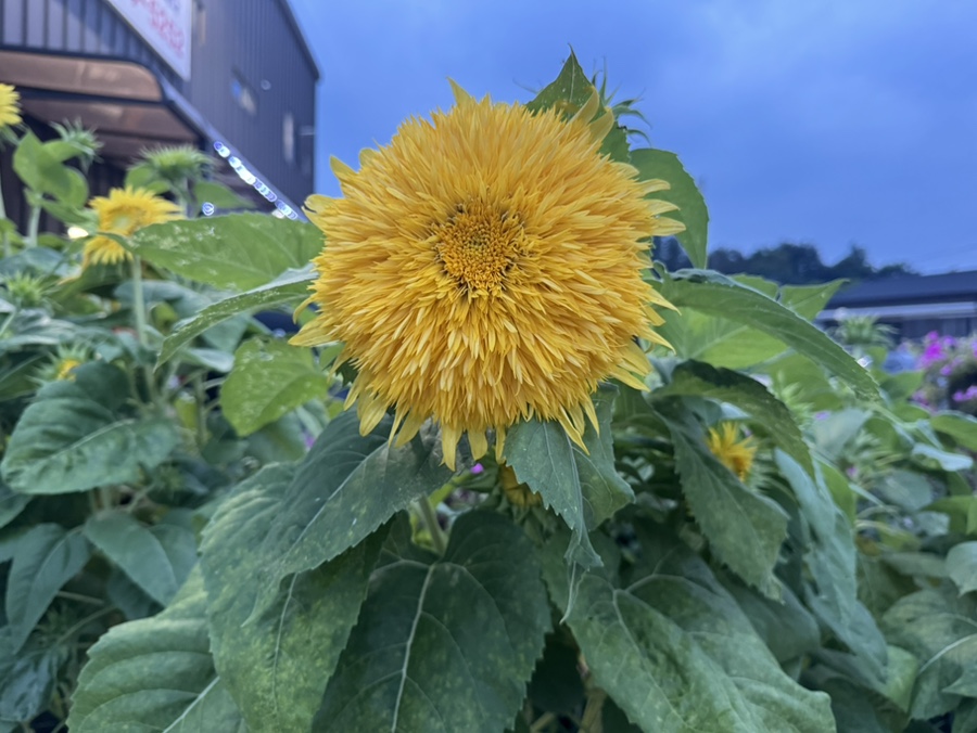 오리먹음돼지 사진 6