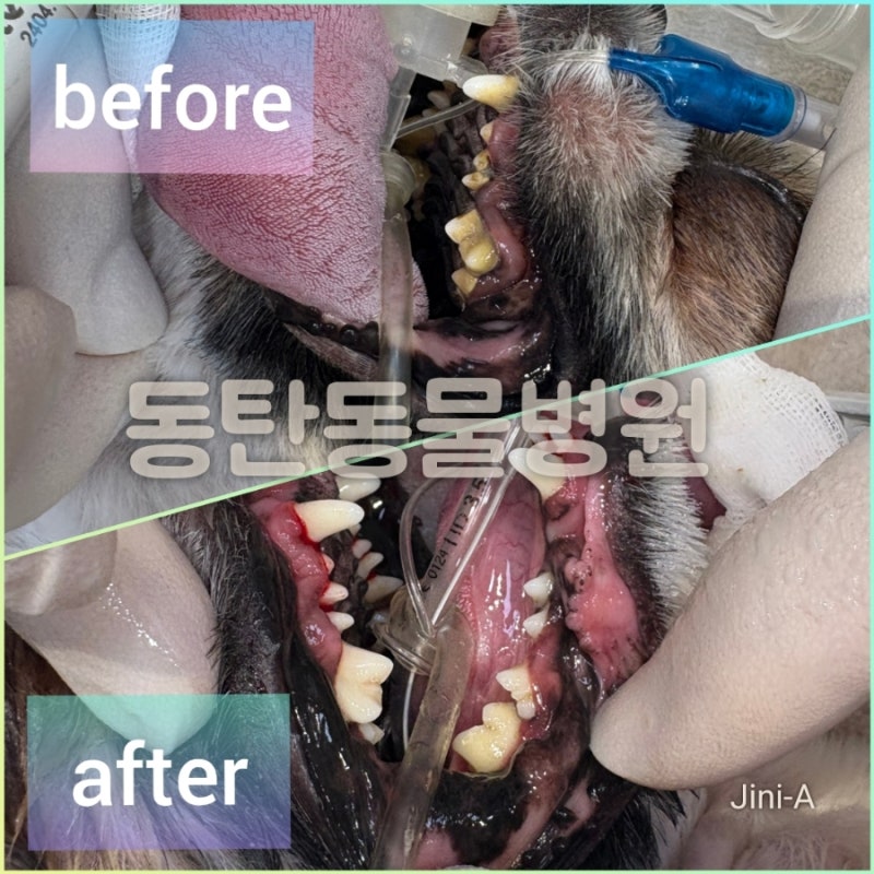 동탄 능동 동물병원에서 안전한 호흡마취로 만족스런 스케일링과 첩모제거 '동탄동물병원'
