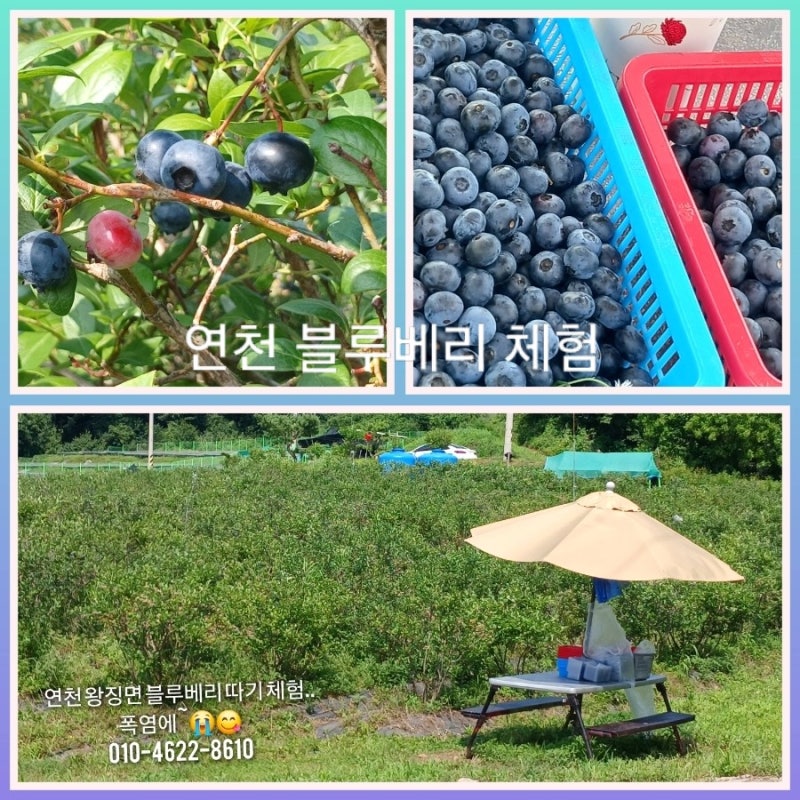 연천 왕징면 블루베리 수확 체험 보관방법 활용법 & 임진강 원두막카페