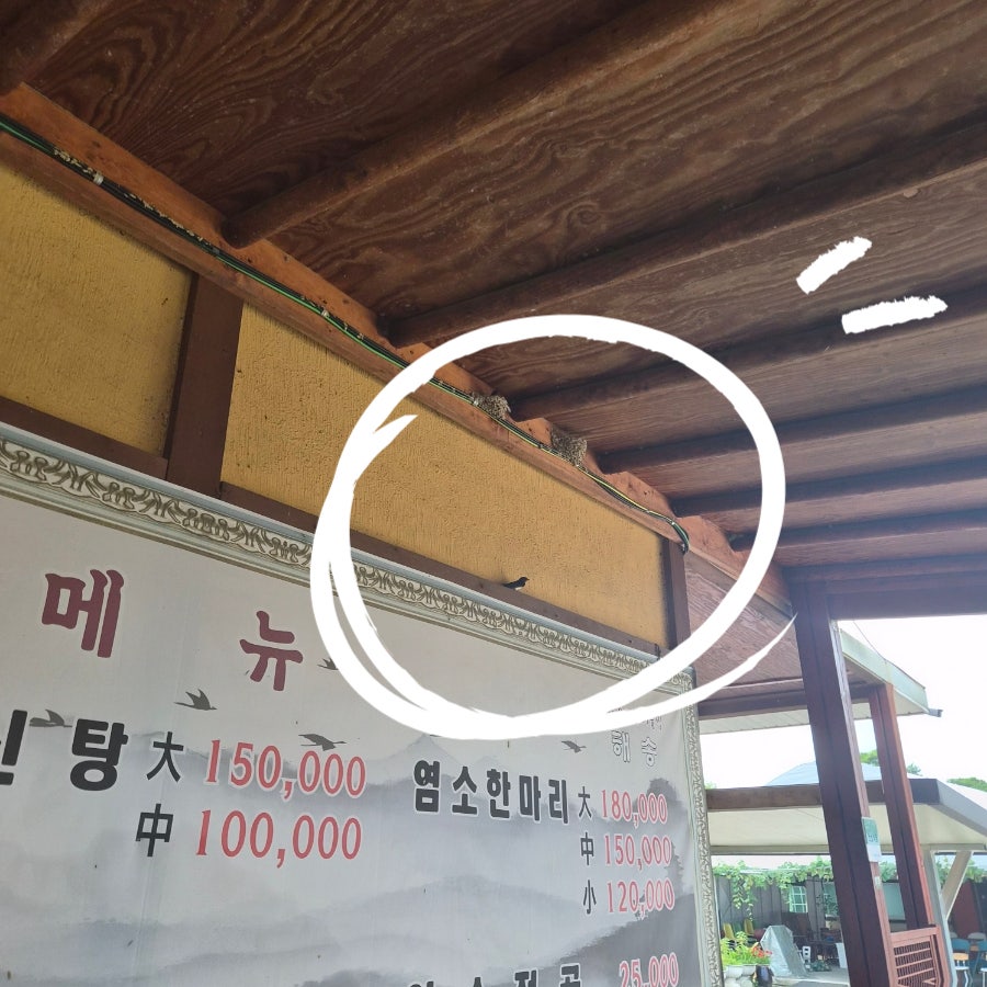 해송 사진 4