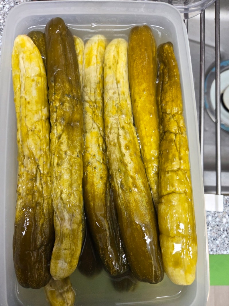 오이지 장아찌 물 없이 담근 방법