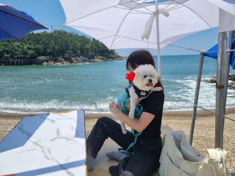 애견 동반 즉흥 군산여행