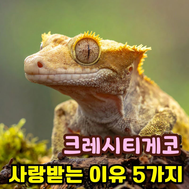애완 도마뱀 종류 크레스티드게코 키우기 먹이 특징 사랑받는 이유 5가지