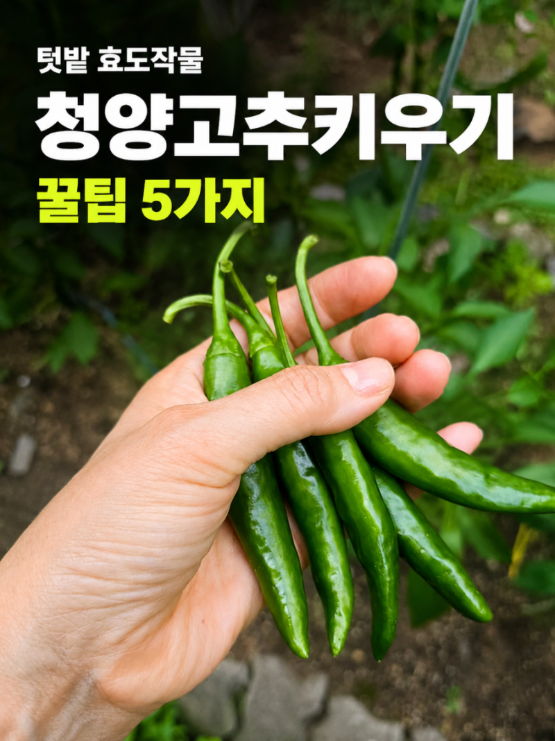 청양고추모종 하나로 여름 내내 수확｜텃밭 효도작물 청양고추 키우기 꿀팁 5가지