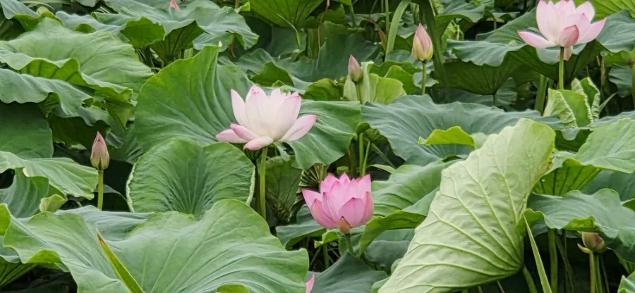 지곡저수지 사진 3