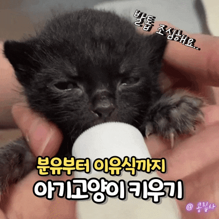 새끼 고양이 분유 먹이기, 이유식 배변 유도 아기 고양이 키우기 총정리!