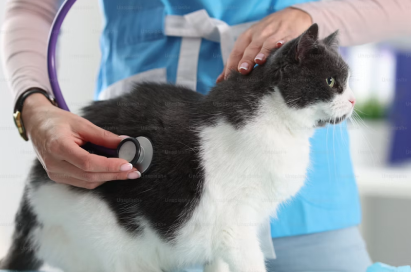 고양이 보험 꼭 필요할까? 집사가 알아야 할 장단점, 가입전 체크리스트