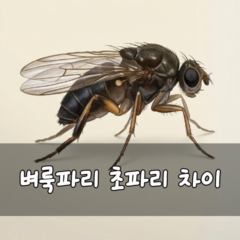 여름철 벼룩파리 날파리 원인 퇴치법! 깨모양 벌레가 보인다면?