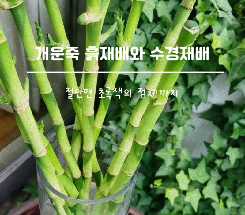 개운죽 수경재배에서 흙재배 가능할까? 절단면 초록색의 정체까지