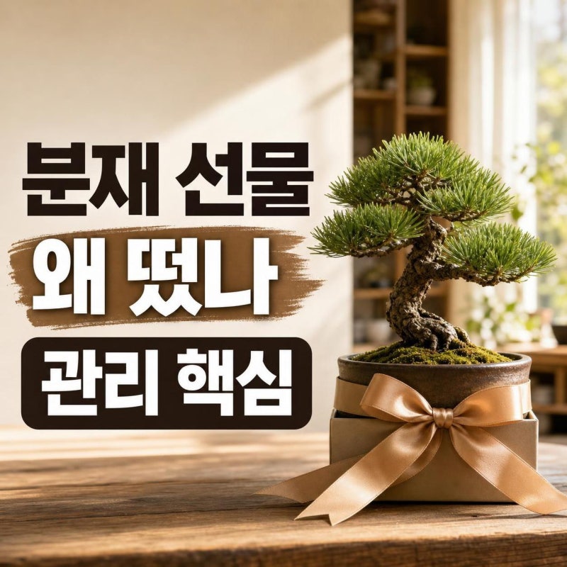 샤이니 민호, 기안84 분재 선물 왜 화제일까? 해송 의미부터 초보 관리법까지